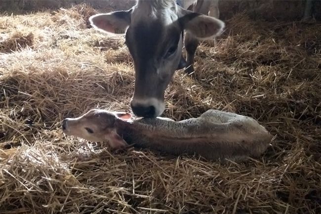 Naissance d'un petit veau