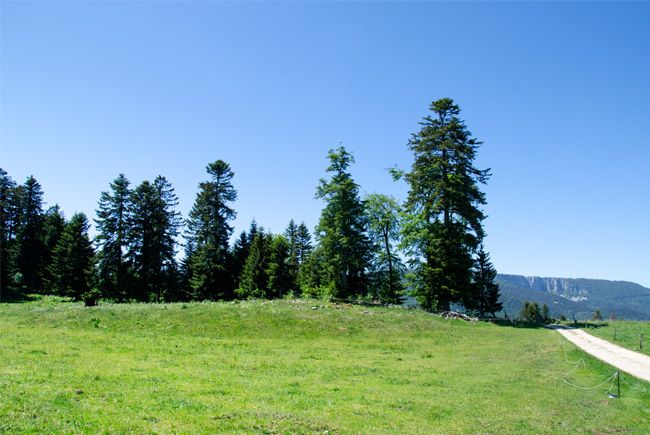 Lieu de vie des bêtes à l'alpage